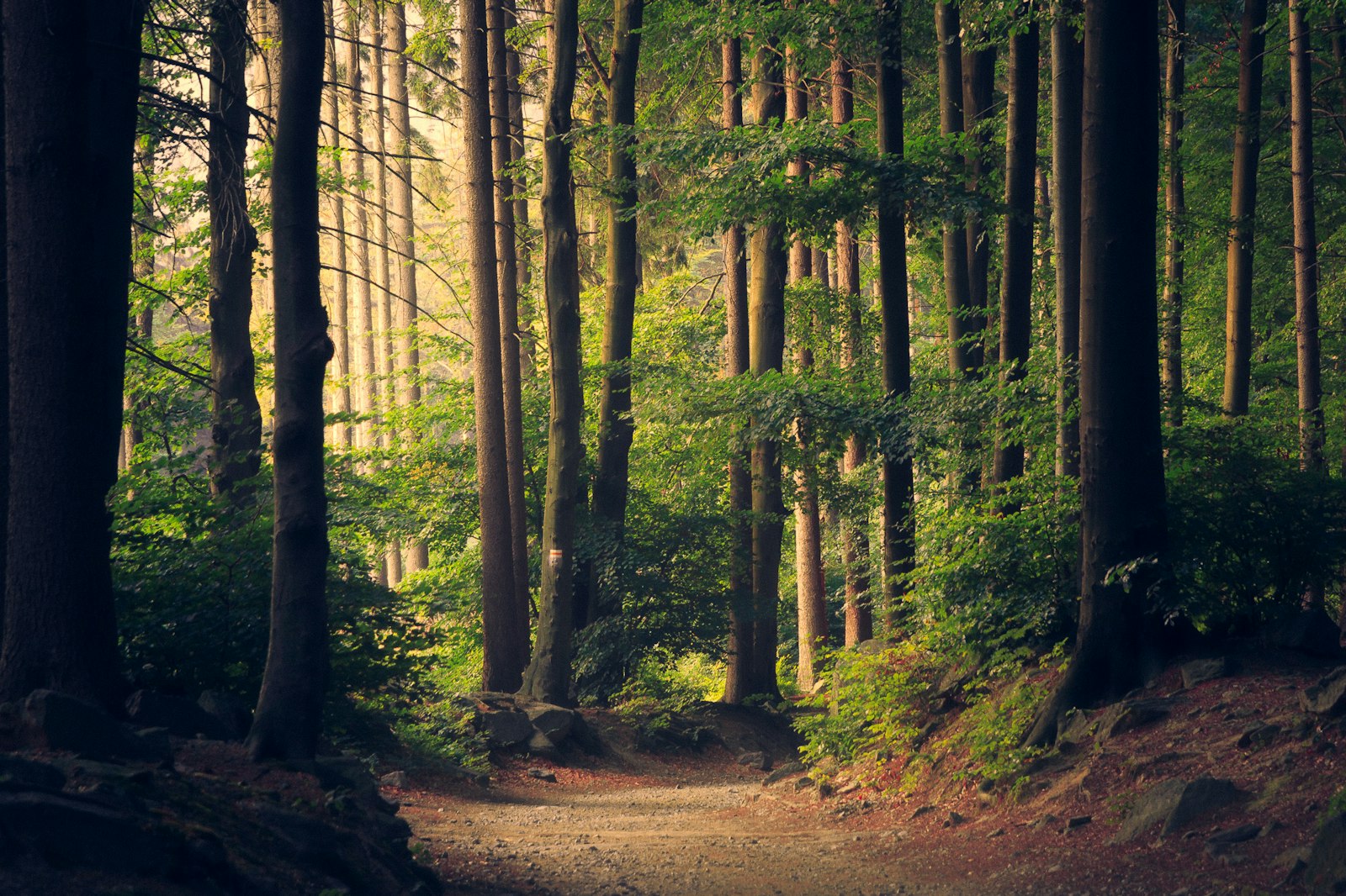 Sunlit forest path through tall evergreen trees